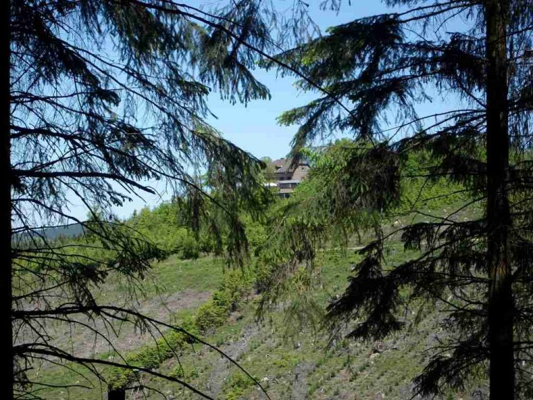 Bliock durch die Fichten aufs Alpenhaus 1024 x 768