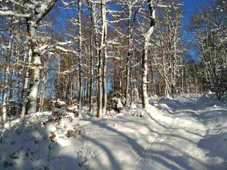 Eingeschneiter Buchenwald oberhalb von Selbecke 1080 x 768