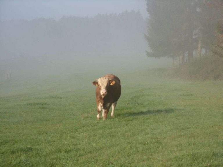 Einsame Kuh im Morgennebel