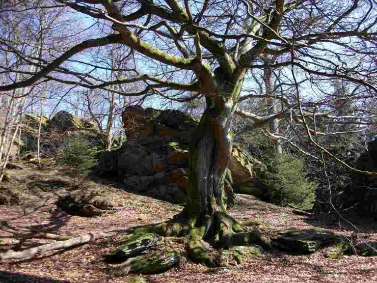 Stelborner Klippen 1024 x 768