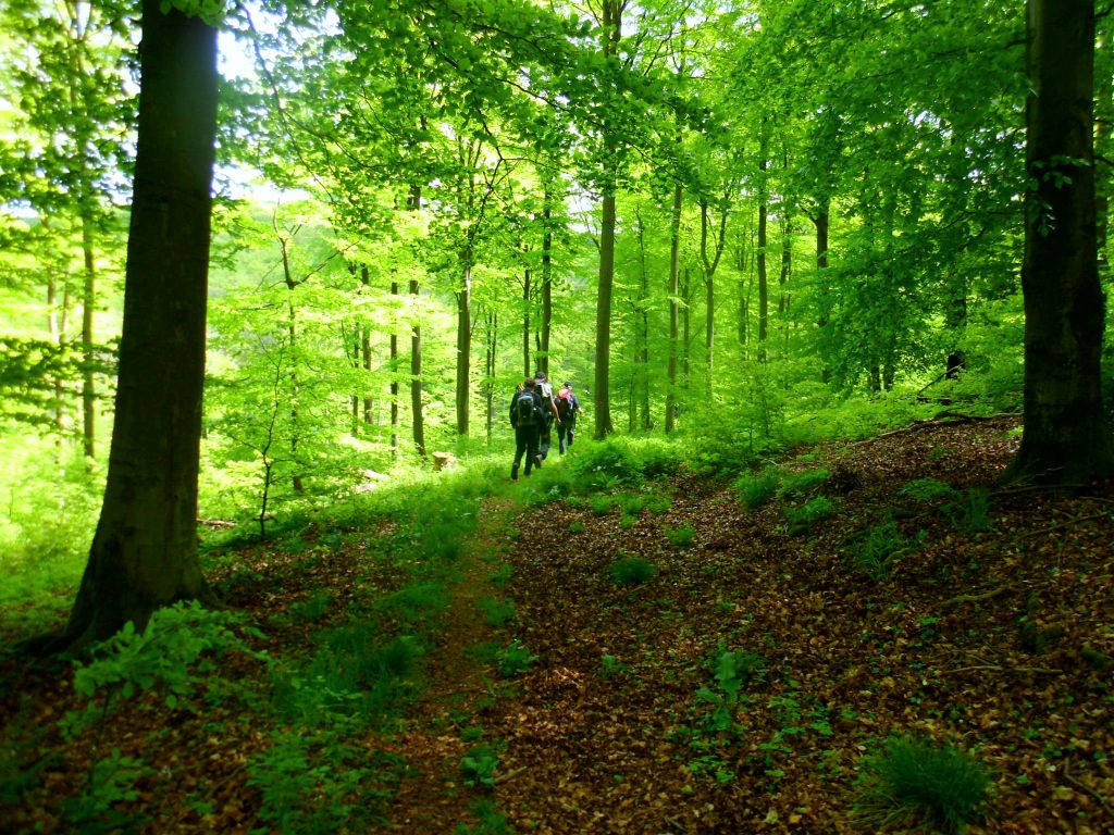 Wandergruppe im Buchenwald 1024 x 768