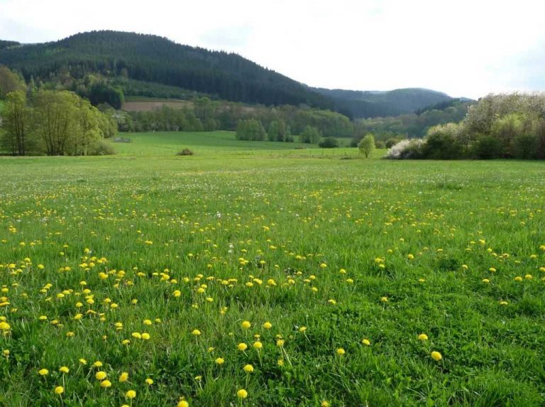 Wiese 1024 x 764